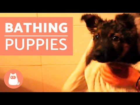 How to BATHE a PUPPY for the FIRST TIME
