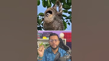 How This Bird Fools a Snake! #facts