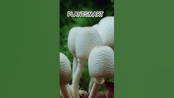 ⚡The Magic of Mushrooms🧚 #shorts #mushrooms