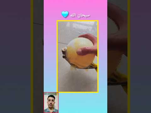 شاهدو هذه السمكة كيف تنتفخ عند لمسها دويتو  الطبيعة القرآن اكسبلور  الطبيعة 
