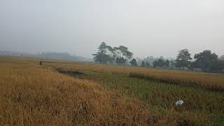 Live Stream Wahab Abas