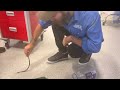 Snake at the hospital bloke bitten by deadly venomous eastern small eyed snake