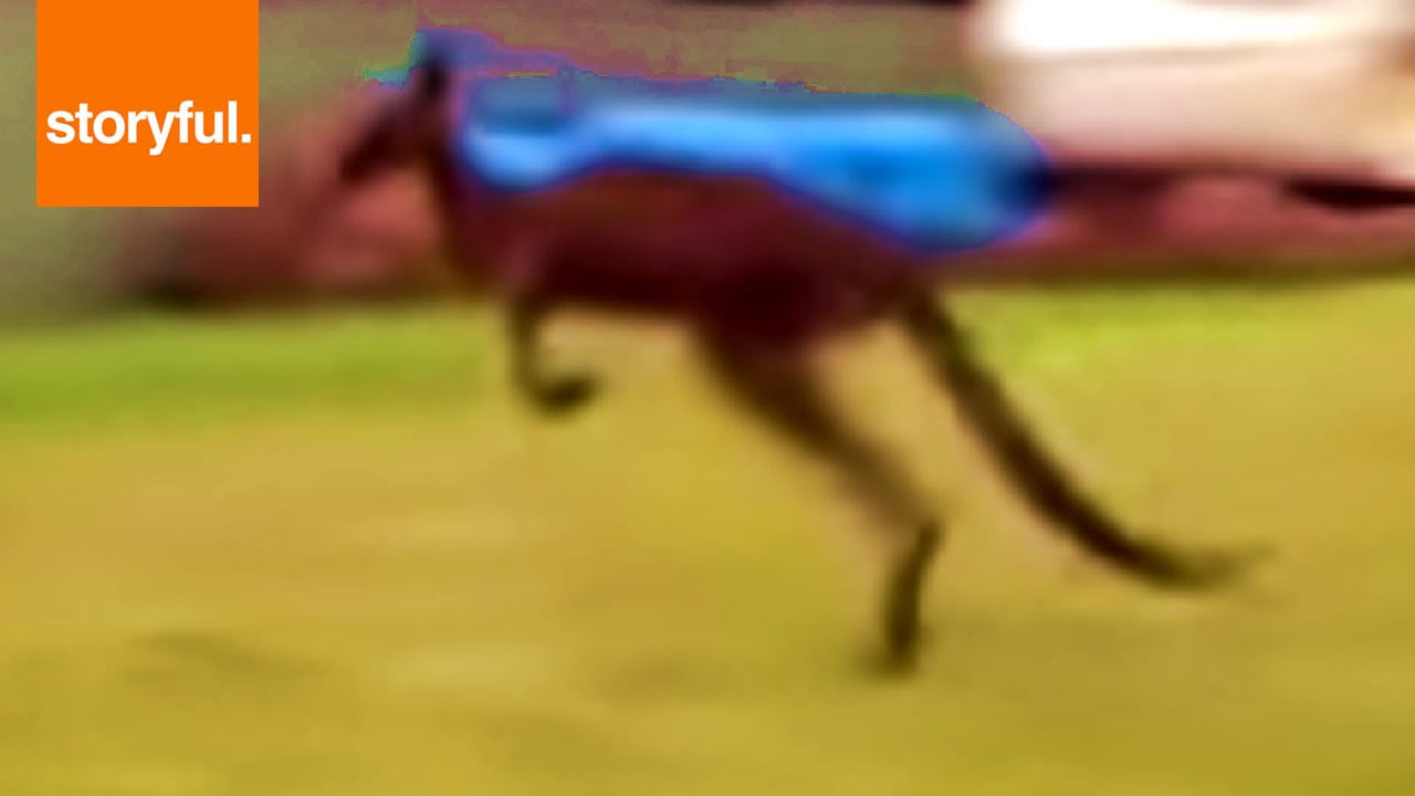 Kangaroos Hopping Through Neighborhood YouTube