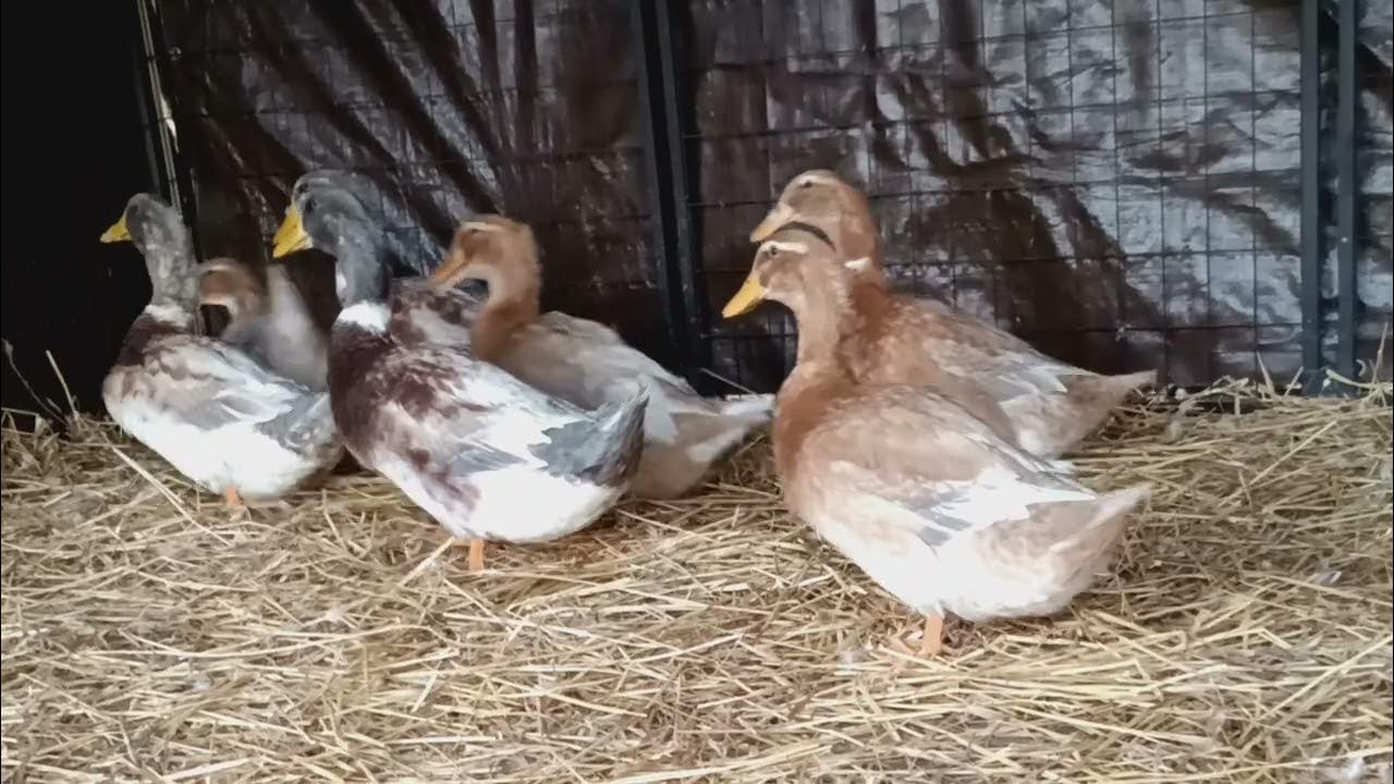 Triple Creek Farm Saxony Duck Breeder flock YouTube