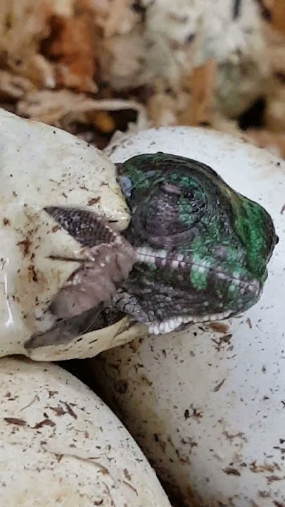 Itsy Bitsy Baby Chameleon Hatching - YouTube