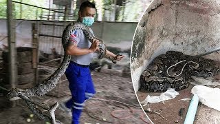 Five Metre Python Caught After Eating Two Chickens