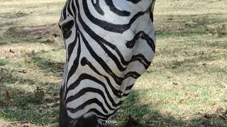 Zebra | Amazing Animal in The World | World Info #zebra.