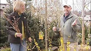 Home Gardener - Pussy Willow and Forsythia Resimi