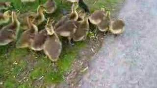 Baby geese