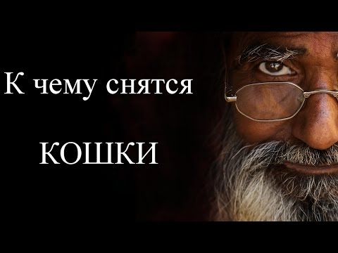 К чему снятся КОШКИ или коты? Сонник. Бесплатное толкование снов онлайн