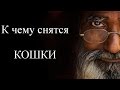 К чему снятся КОШКИ или коты? Сонник. Бесплатное толкование снов онлайн