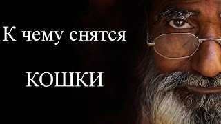 видео К чему снится белая кошка?