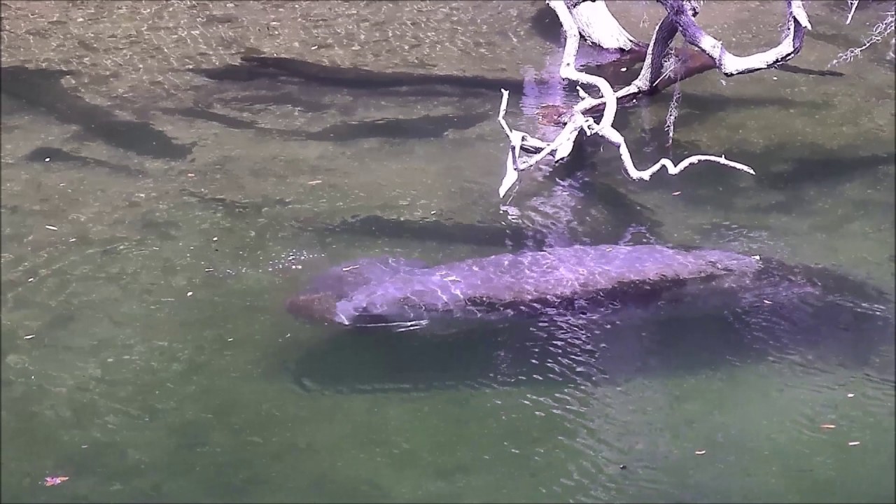 Amber & calf at Blue Spring eating Spanish moss - YouTube