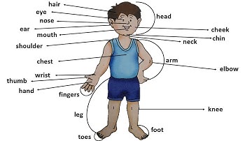 Parts of the Body for Class 1 | Class 1 EVS Body Parts | Class 1 Body Parts Names