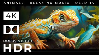 COLOR LADDER | DOLBY VISION ANIMAL 4K HDR with Relaxing Music (Dynamic Color)
