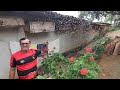 CAPTURANDO ENXAME DE URUÇU E COLOCANDO EM UM CORTIÇO (CAIXA PARA ABELHA)