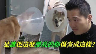 狗狗無緣無故失去半邊臉，訓犬師心疼得掉眼淚，他用最溫柔的方式化解主人與狗之間的問題，幫助狗狗重獲新生 by 寵物檔案室 832,756 views 7 months ago 12 minutes, 14 seconds