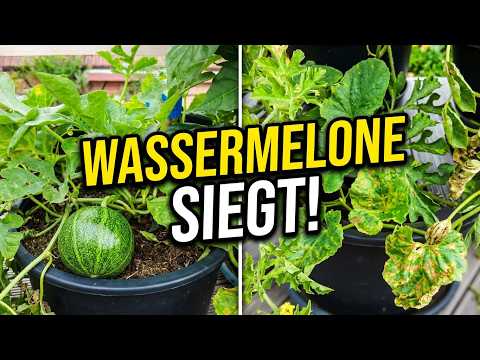 Melonen im Kübel: Warum Wassermelonen besser wachsen als Honigmelonen