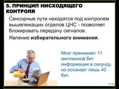 Физиология сенсорных систем
