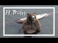 Bears in Sitka, Alaska | 14 Miles