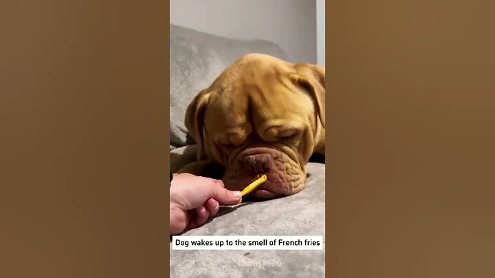 Video 7495651: cat pets funnycats dog, cat funny pets food, pets sleepy