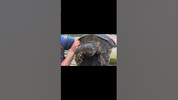 King of the Swamps (The Alligator Snapping Turtle) #turtle #animals #alligatorsnappingturtle