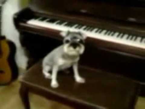 Chopin Valse N 6 En Ré Bémol Majeur Op64 1 Petit Chien