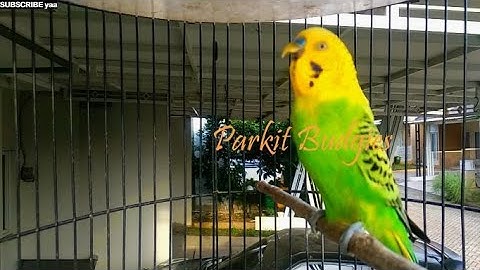 PARKIT GACOR ! Full Materi Tembak Beset Crecet Masteran Murai C Ijo Anis Kacer / Budgie Parakeet