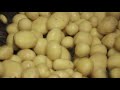 Die Kartoffel vom Feld bis zum Teller
