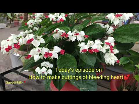 Video: Bleeding Heart Propagation: hoe bloedende hartplanten te verspreiden