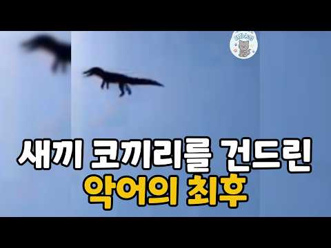 [3분 더빙농장] 새끼 코끼리를 건드린악어의 최후 thumbnail