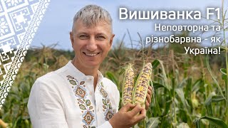 картинка: Вишиванка: наша кукурудза-легенда, визнана Президентом та європейськими фермерами!