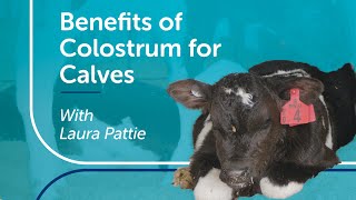 Benefits Of Colostrum For Calves Pgg Wrightson Tech Tips