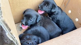 Puppies Were Abandoned Without Teeth And Are Crying For Food. They Miss Their Mother’S Arms.