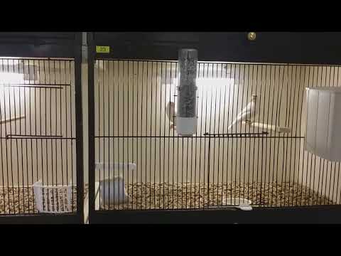 Java Sparrows