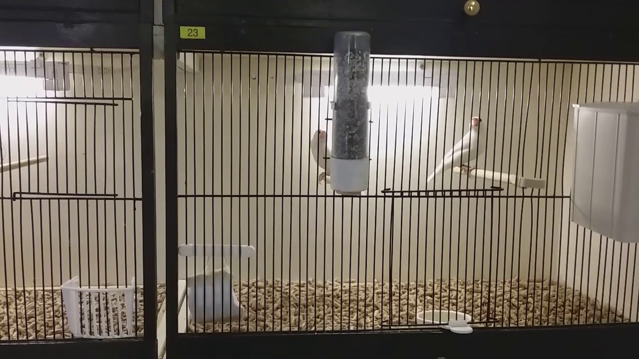 Java Sparrows - YouTube