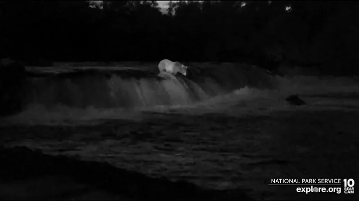 306 Does Some Early Morning Lip Fishing - August 13, 2022 (explore.org)