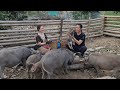 Weeding Rice, Harvesting Bananas For Wild Boar, Survival Instinct, Wilderness Alone, Ep 246