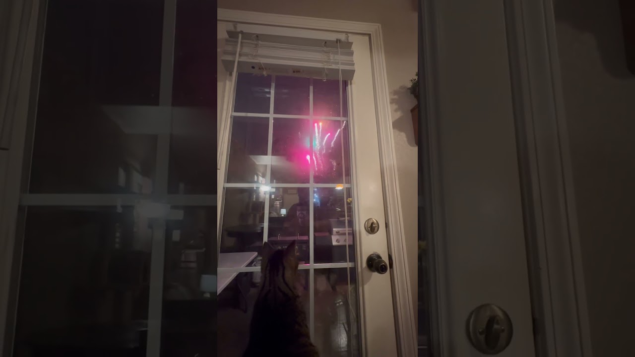 Today, I learned O’Malley likes fireworks! #cat #funnycats