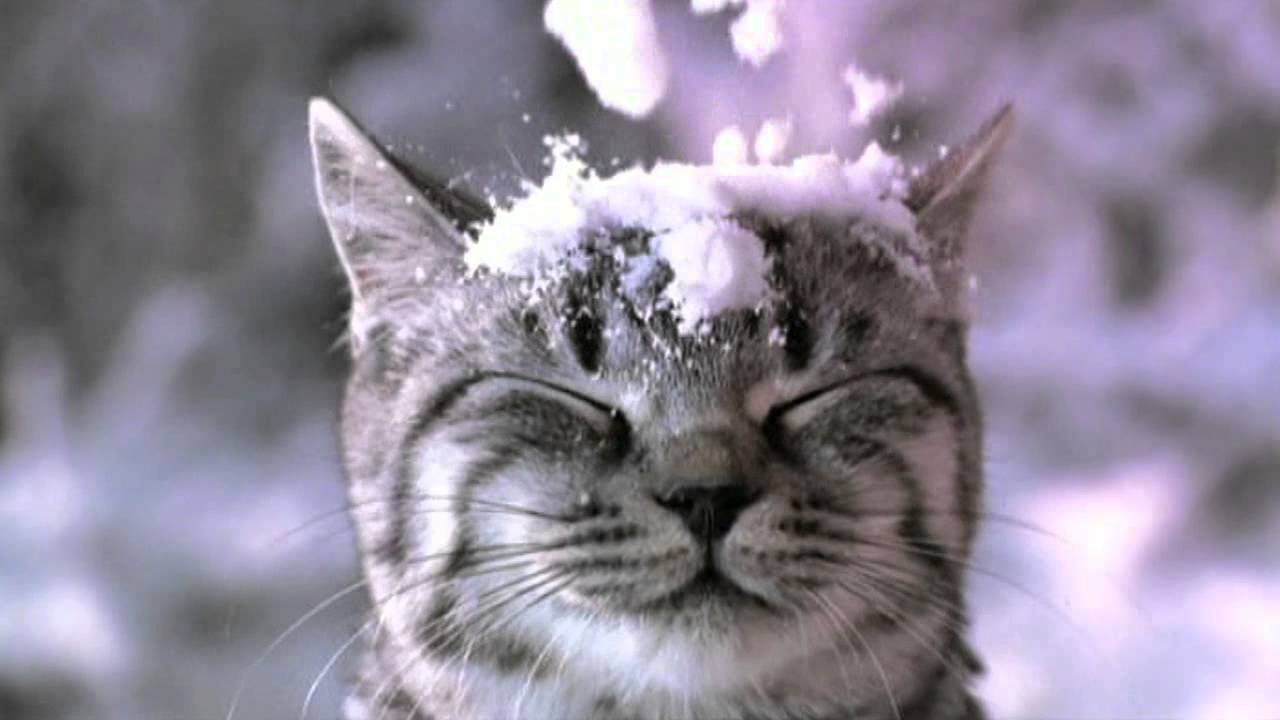 Whiskas Kočky by kupovaly Whiskas [reklama] YouTube