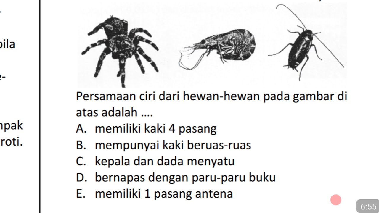 Kunci Jawaban Un Biologi2012 Sma Paket C29 - Bahas Soal