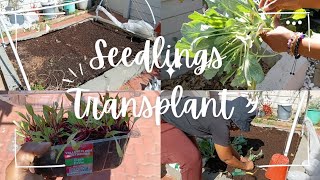 How to Transplant Seedlings like a Pro |Garden Maintenance | Winter Garden