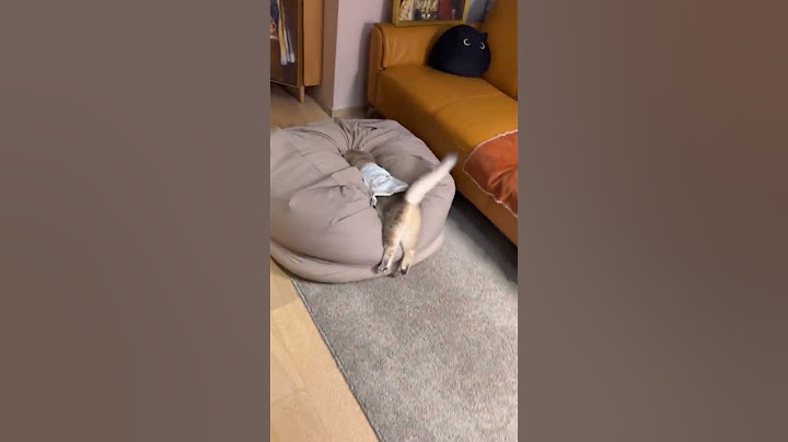 想给他找个班上 看不惯他这么悠闲 #活力四射的猫 #谁家小猫咪精力这么旺盛 #猫咪的迷惑行为 #猫咪界的霸总原来长这样 #爱运动的反骨小猫