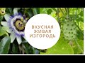 ОФИГЕННАЯ ЖИВАЯ ИЗГОРОДЬ И ВКУСНАЯ. УГОЛОК САДОВОДА. ПЕРЕЕЗД НА ЮГ. ЛУЧШИЕ РАСТЕНИЯ. СВОИМИ РУКАМИ.