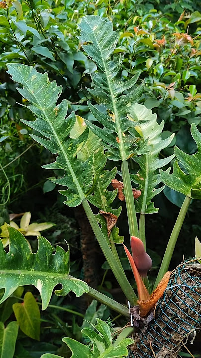 Philodendron Ring of Fire: Before & After Blooming🌼🔥