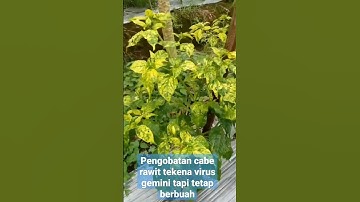 Atasi Virus Gemini Agar Tetap Berbuah Lebat#shorts