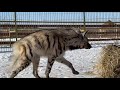 В вольере мы и ПОЛОСАТЫЕ ГИЕНЫ !!! / HAND STRIPED HYENA. THE WHITE LION PARK