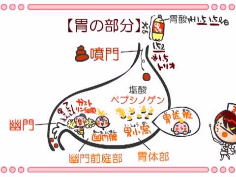 解剖生理学　17話「消化器」