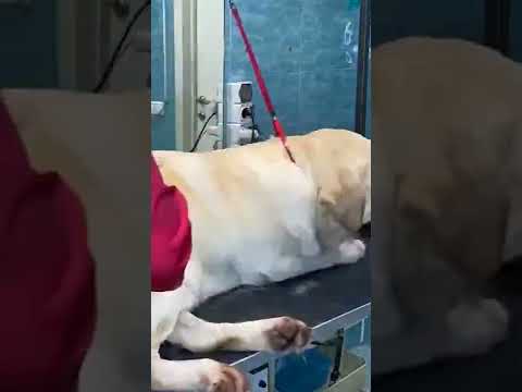Экспресс линька лабрадора