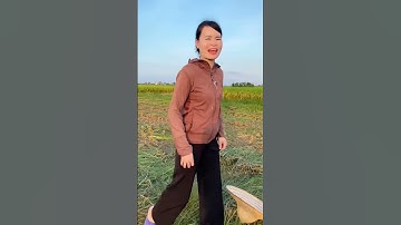 Sao cắt cả ruộng lúa to thế này mà không thấy bao thóc nào nhỉ